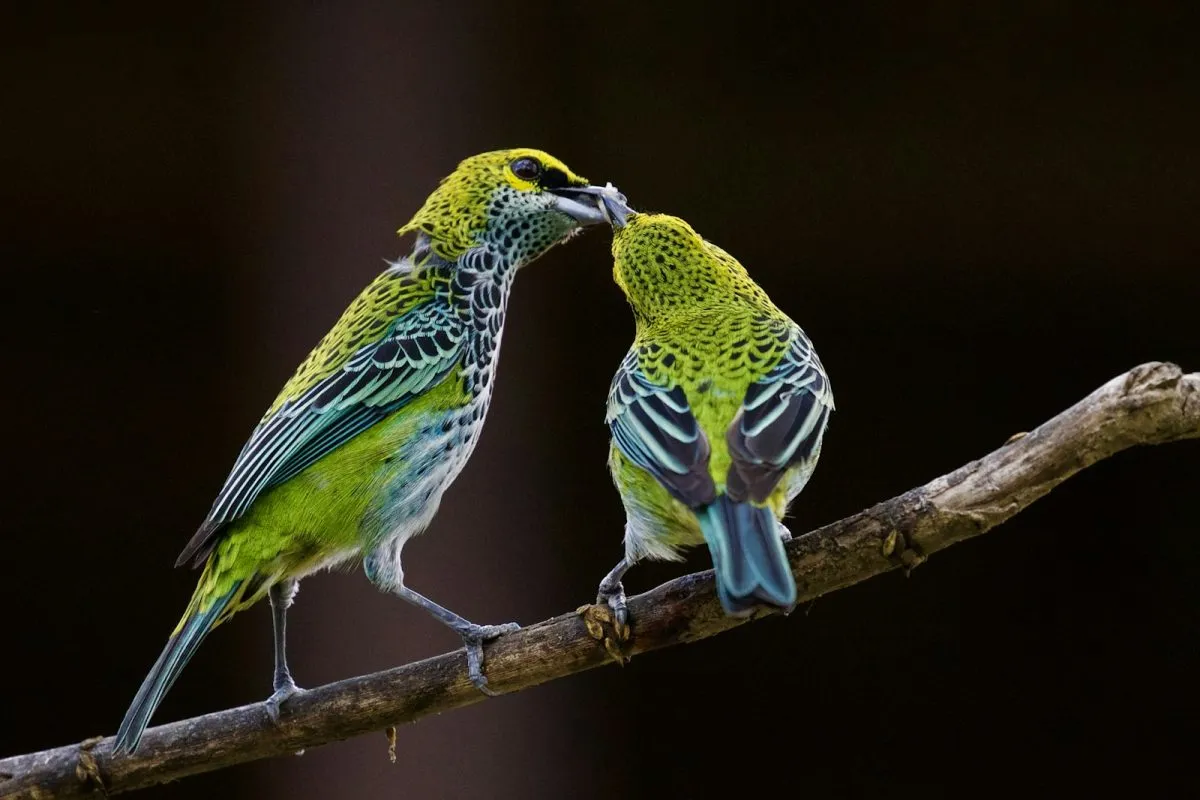 Feederism in a Relationship: A Comprehensive, Ethical Guide