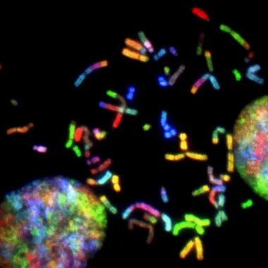 The Genetics and Biology Behind Feederism: Nature, Nurture, and the Male Brain