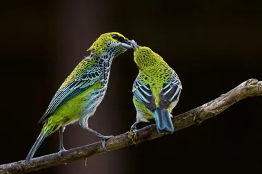 Feederism in a Relationship: A Comprehensive, Ethical Guide